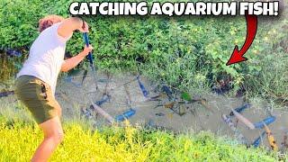 I Found CICHLID INFESTED CREEK Full Of Aquarium Fish!