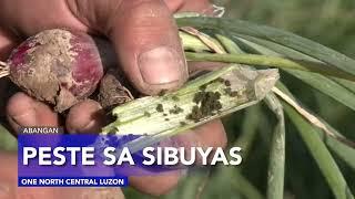 One North Central Luzon: Headlines-January 7, 2024