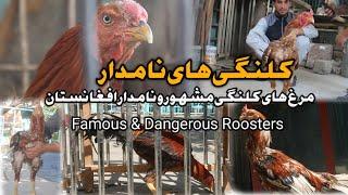 مرغ های کلنگی مشهور افغانستان | Famous & Dangerous Roosters | مرغ های خطرناک