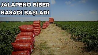 HARİKA BİBER JALAPENO  HASADI BAȘLADI. ÜRETİCİ MEMNUN HALİNDEN