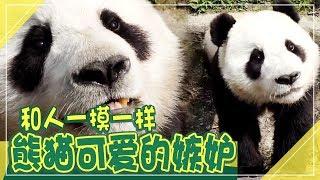 [Chinese SUB] Korean Panda got Jealous! So CUTE | Animal Farm