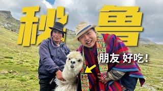 [ENG SUB] This is My Furry Alpaca Friend！Meet at 4,000 Meters in the Andes