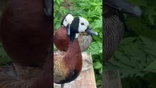 White-faced tree duck #birds #duck