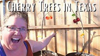 CHERRY TREES IN TEXAS - LET'S GET GROWING!