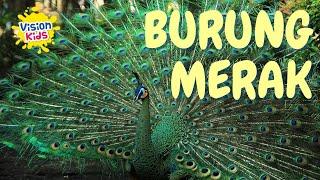 BURUNG MERAK, SI EKOR INDAH