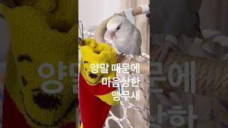 양말 때문에 마음상한 앵무새 #parrot #birds #lovebirdsfarming #cute #lucky #lovebirds