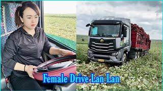 Pumpkin Transport Journey from Inner Mongolia. Professional Female Trailer Truck Driver Lan Lan