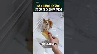 빵 앞에서 파괴돼버린 주인과 댕댕이의 우정