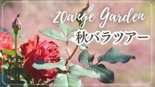 Garden ｜秋バラツアー〈Autumun Rose Garden Tour in November, 2024〉