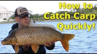 How to catch carp quickly - Fishing for carp with pack bait