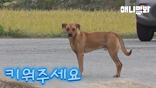 갓 낳은 새끼를 집사에게 데리고 온 강아지의 사연… ㅣThe dog who brought puppies to the guardian…