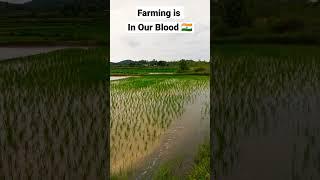 Rice farming  #shorts #nature