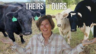 The Neighbor's Cows’ Reactions vs Our Cows