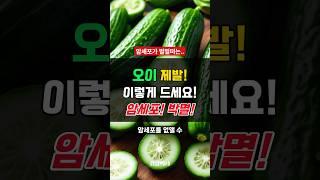 오이는 제발 이렇게 먹어야 합니다!! #오이 #섭취 #암세포 #항암효과 #항암 #건강정보 #건강