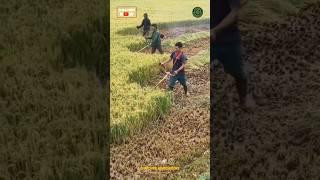 Rice Harvesting Using Brush Cutter Machine