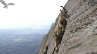 Why are these mountain goats the only ones that defy death?