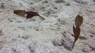 Incredible - Ghost Pipe Fish