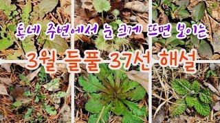 들풀 - 3월 동네 주변에서 눈 크게 뜨면 볼 수 있는 들풀 37종류 해설