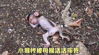 出生几个小时的幼猴被母猴抓到树上，狠狠的摔了下来，死的真难看