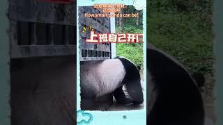 那哪家的熊貓，這麽聰明 How smart the Panda is #pandas #panda