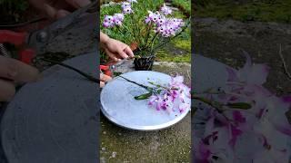 Cutting dendrobium branches for grafting techniques #short