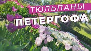 Тюльпаны Петергофа