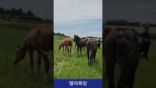 명마목장 - 김호조교 제주목장탐방  #김호경마 #목장탐방