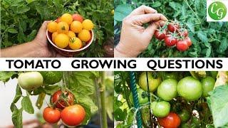 Tomato Growing Questions Answered - Tips For Growing Great Tomatoes