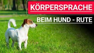  Körpersprache beim Hund ️ Die Hunderute ️ Erklärvideo ️