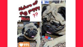 pug characteristics -1 #MomsonTom#pug #crazypetlovers #puggy #pets #doglover #ilovemypug #puglove