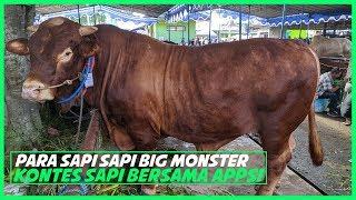 inilah sosok sapi Monster ? Kontes Ternak Sapi Ekstrim Magelang 2020