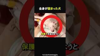 [Why?! A dog whose whole body is frozen] #moving #moving story from overseas #moving story #true ...