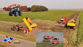 12 rijig suikerbietenrooien met Agrifac Hexa loonbedrijf speelman.feunekes oost Groningen farmers 4k