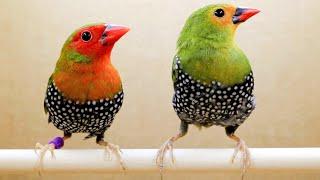 Exotic African Finches | Birds | CONHEÇA O CRIATÓRIO DE PÁSSAROS EXÓTICOS