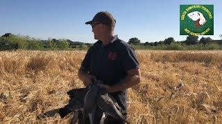 Pigeon shooting in June  - South Somerset Ferreters