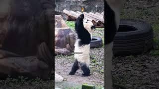 绝对有一天爱姐会携手五姨走出虫洞#国宝#panda #cute #大熊猫 #熊猫生活 #animals#shorts