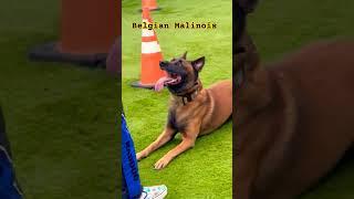 Belgian Malinois Bark and Hold! #k9protection #bitework #k9 #guarddog #protectiondog #malinois