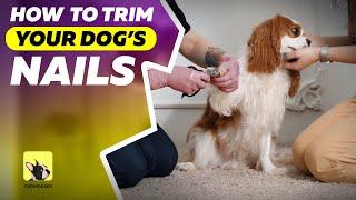 How to trim dog’s nails | Dog grooming | EveryDoggy