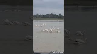 Beautiful Pelicans synchronizing to feed. #Pelicans #WhitePelican