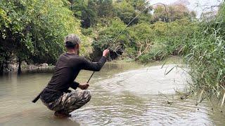 Câu Dính Con Cá Rất To Núp Dưới Bụi Cỏ Big fish fishing in the forest