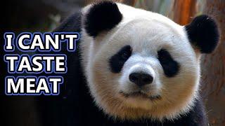 Panda Facts: aka GIANT PANDA FACTS  Animal Fact Files