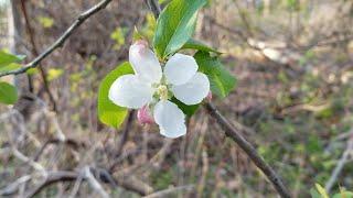 5 Perennial Wild Fruit Trees and Bushes to Keep an Eye Out For this Season