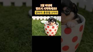 강아지 훈련방법 3가지(태어난지 2개월내에 반드시 시작하세요!!)