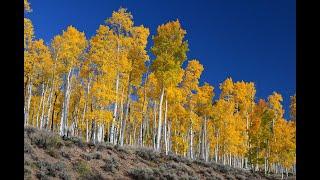 Fishlake National Forest Pando Clone