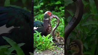 The muscovy duck caught a big snake p2