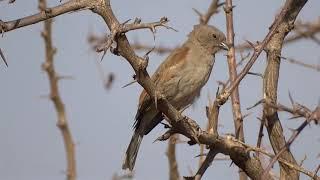 Southern Grey-headed Sparrow