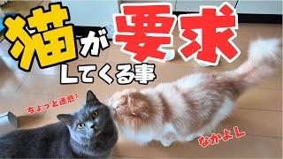 猫の要求は際限ないが最高に愛おしいかった‼️【ブリティッシュショートヘア/スコティッシュフォールド】