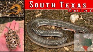 Tons of snakes under tin! Rare Black-Spotted Newt & Tortoise, plus a visit to the Peyote Dungeon