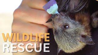 Flying Fox Bat Rescue | Saving Aussie Wildlife