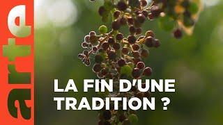 Crise chez les vignerons bordelais | ARTE Regards